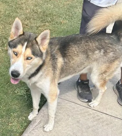 An adult large-sized male Tricolor (Brown, Black, & White) Mixed Breed dog named Specter for adoption in Georgetown, TX
