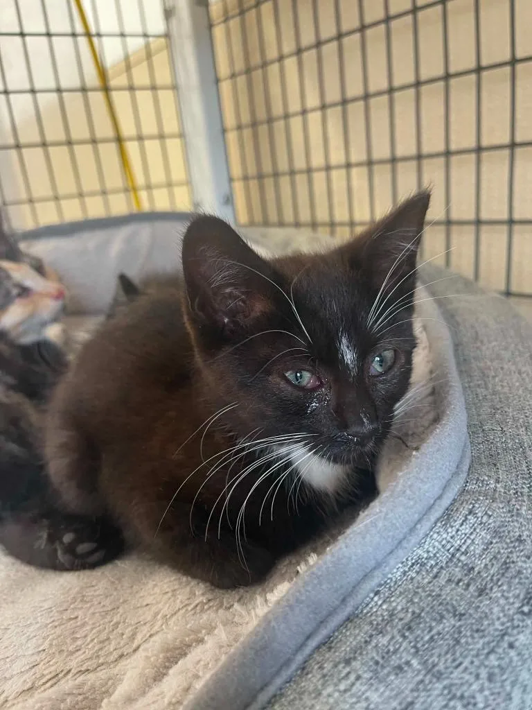 A baby small-sized female Domestic Medium Hair cat named Luna for adoption in Green River, WY