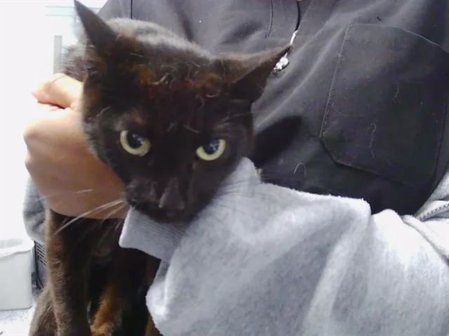 A young medium-sized female Domestic Short Hair cat named Mama for adoption in Charlotte, NC