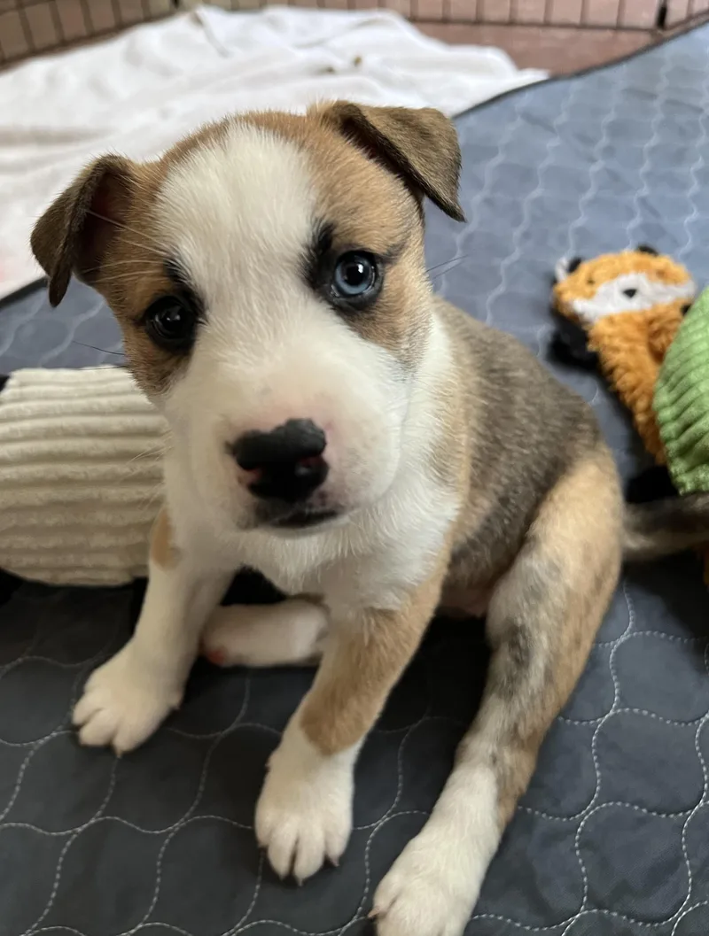 A baby medium-sized female Aussiedoodle dog named Peanut for adoption in Cordova, TN