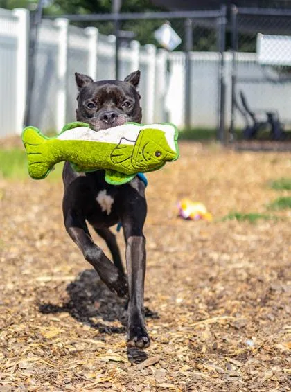 An adult large-sized male Mixed Breed dog named Vance for adoption in Chamblee, GA
