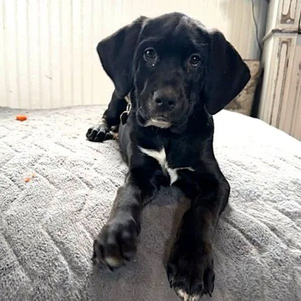 A young large-sized male Retriever dog named Zipdrive for adoption in Fargo, ND
