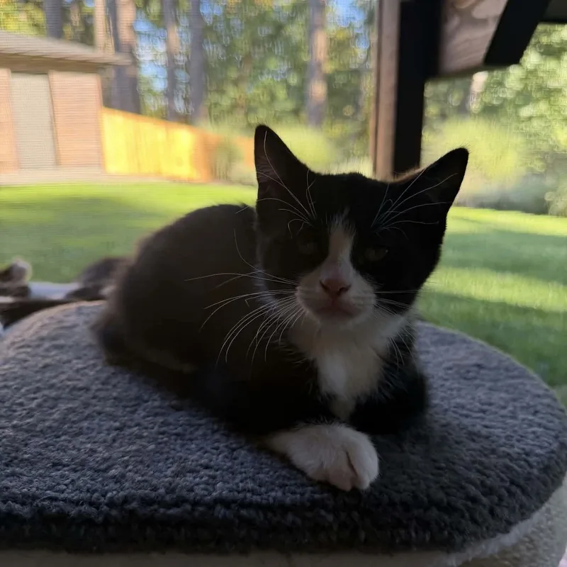 A baby small-sized female Black & White / Tuxedo Domestic Short Hair cat named Happy for adoption in Gladstone, OR