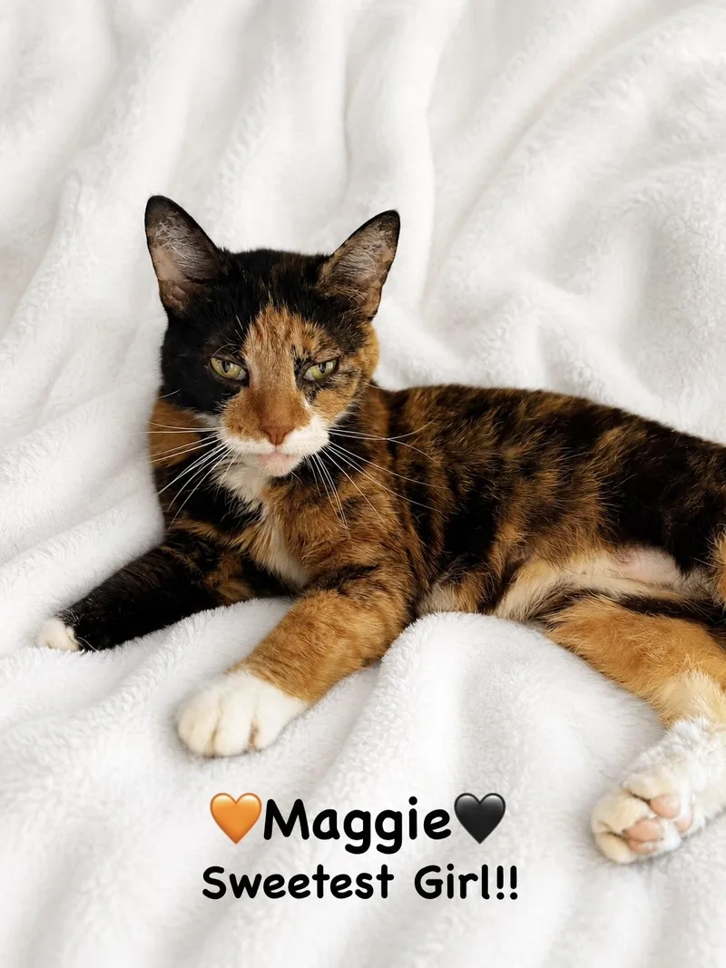 An adult medium-sized female Calico cat named Maggie for adoption in Copley, OH