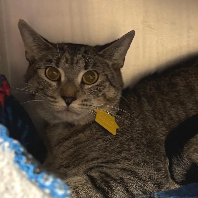 An adult medium-sized female Brown / Chocolate Domestic Short Hair cat named Cumulus for adoption in Springfield, MA