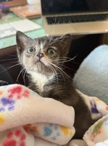 A baby small-sized female Domestic Short Hair cat named Tux for adoption in Charlotte, NC