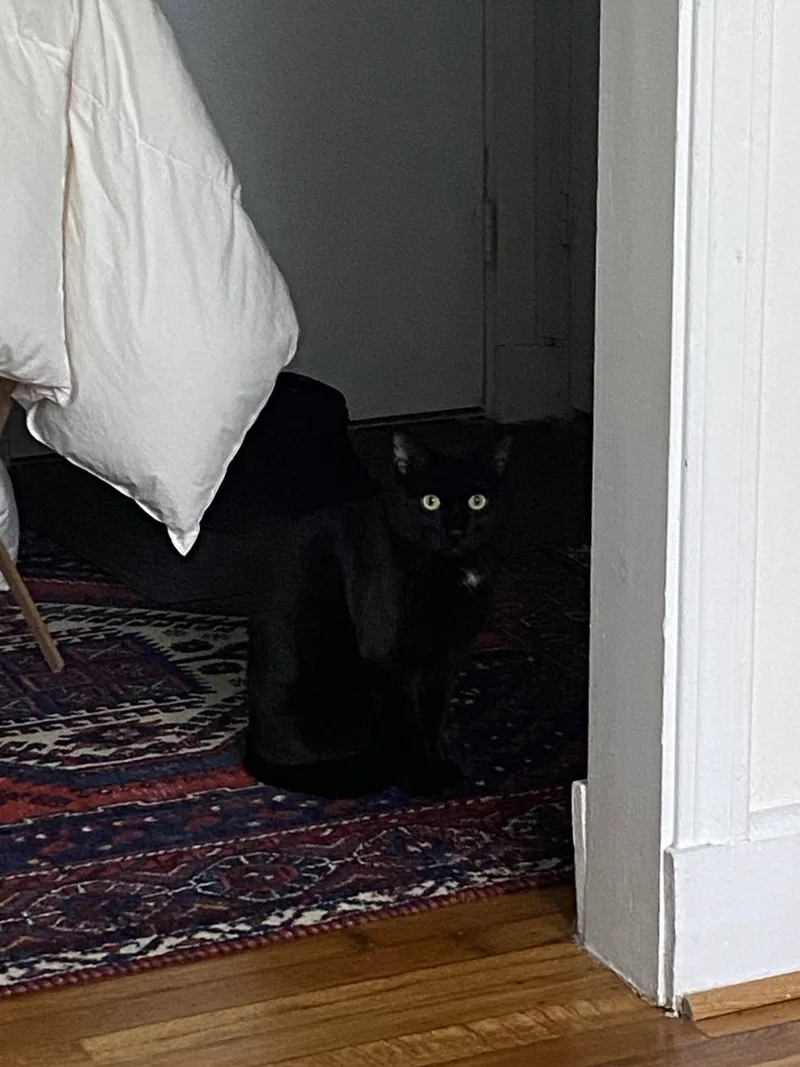 A young medium-sized male Black Domestic Short Hair cat named Lagoon for adoption in Somerville, MA
