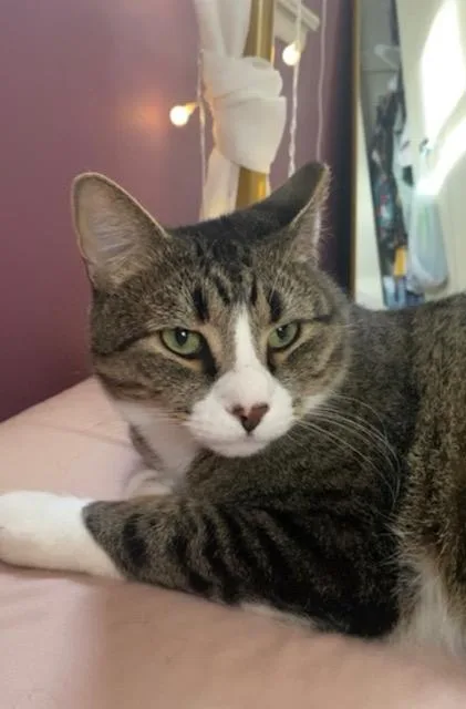 An adult large-sized male Tabby (Brown / Chocolate) Domestic Short Hair cat named Howie for adoption in Philadelphia, PA