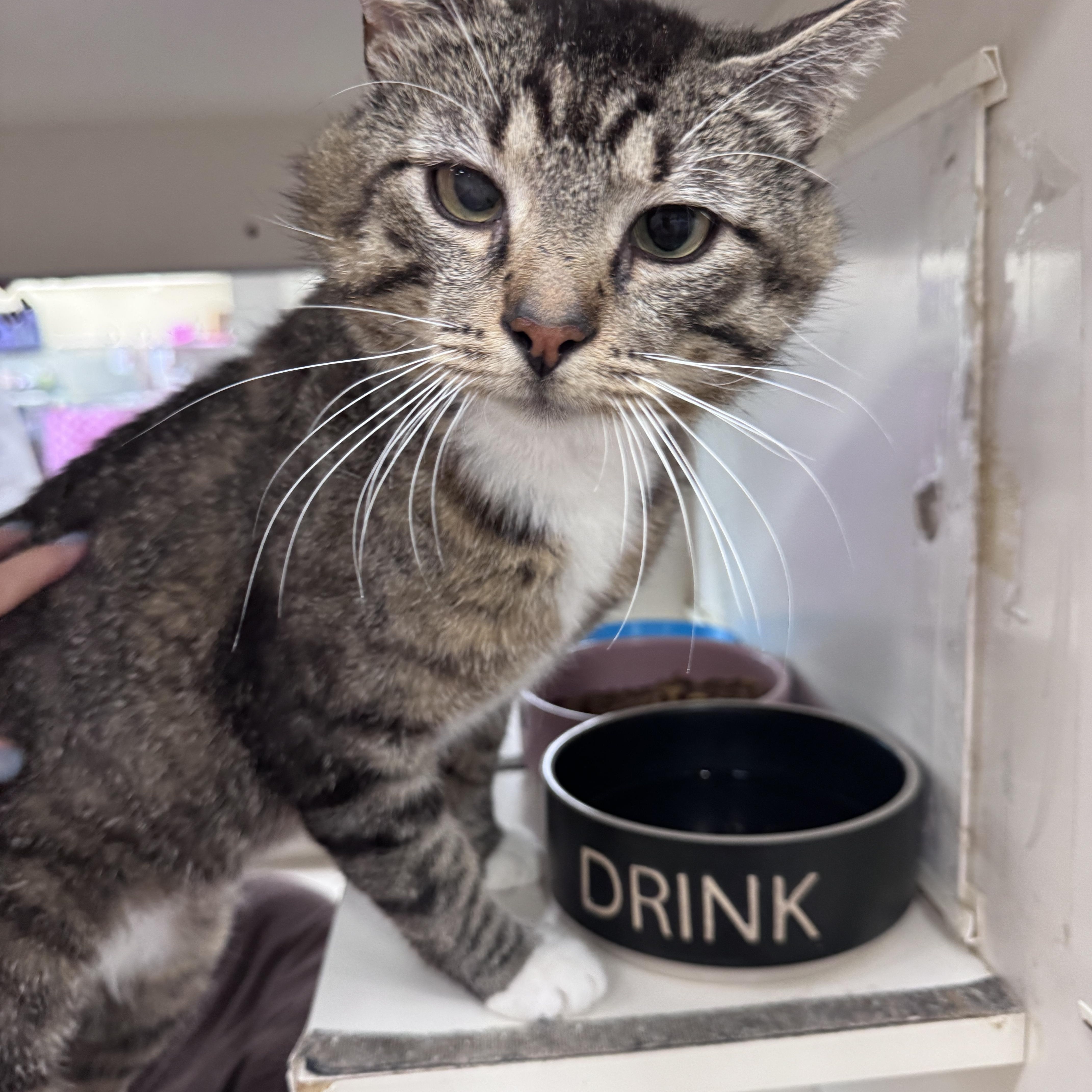An adult medium-sized male Tabby (Brown / Chocolate) Domestic Short Hair cat named Surfer for adoption in Mokena, IL