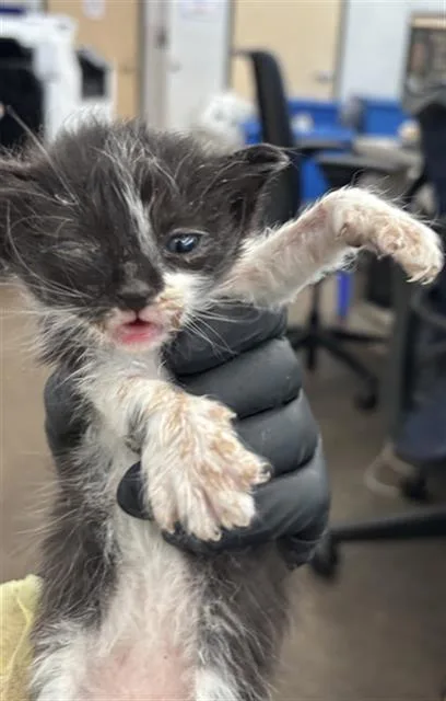 A baby medium-sized female Domestic Short Hair cat named Bonnie for adoption in Dallas, TX