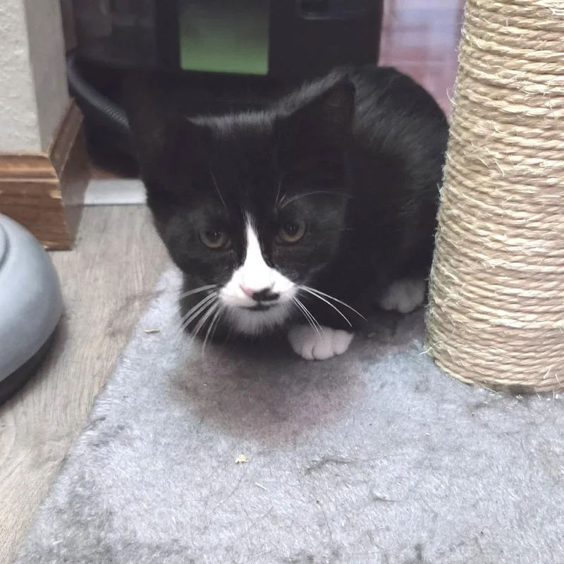A baby small-sized female Black Domestic Short Hair cat named Azalea for adoption in Minneapolis, MN