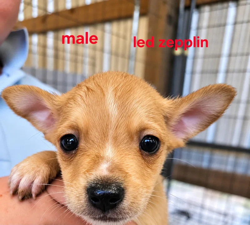 A baby small-sized male Mixed Breed dog named Led zepplin for adoption in Panama city, FL