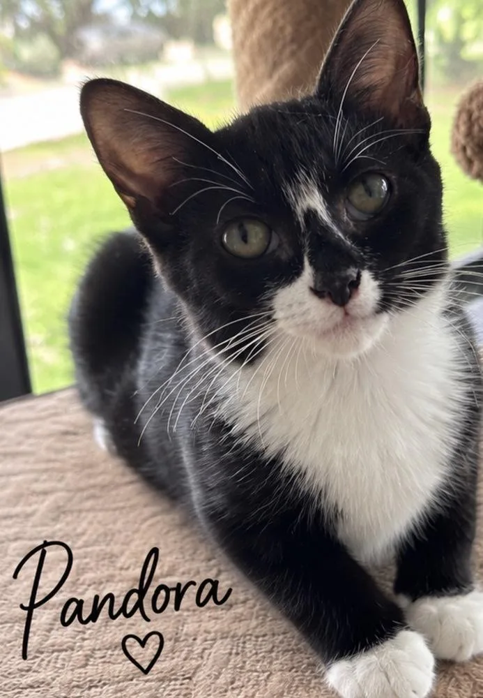 A baby small-sized female Black & White / Tuxedo Domestic Short Hair cat named Pandora for adoption in Hudson, NH