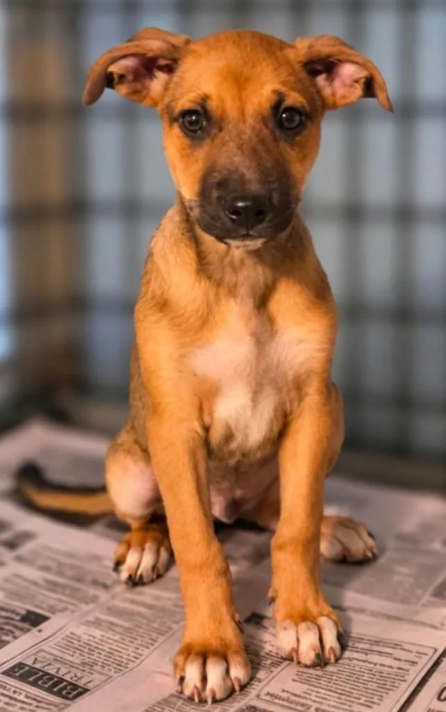 A baby medium-sized male Hound dog named Tater Wayne Netherland for adoption in El Dorado, AR