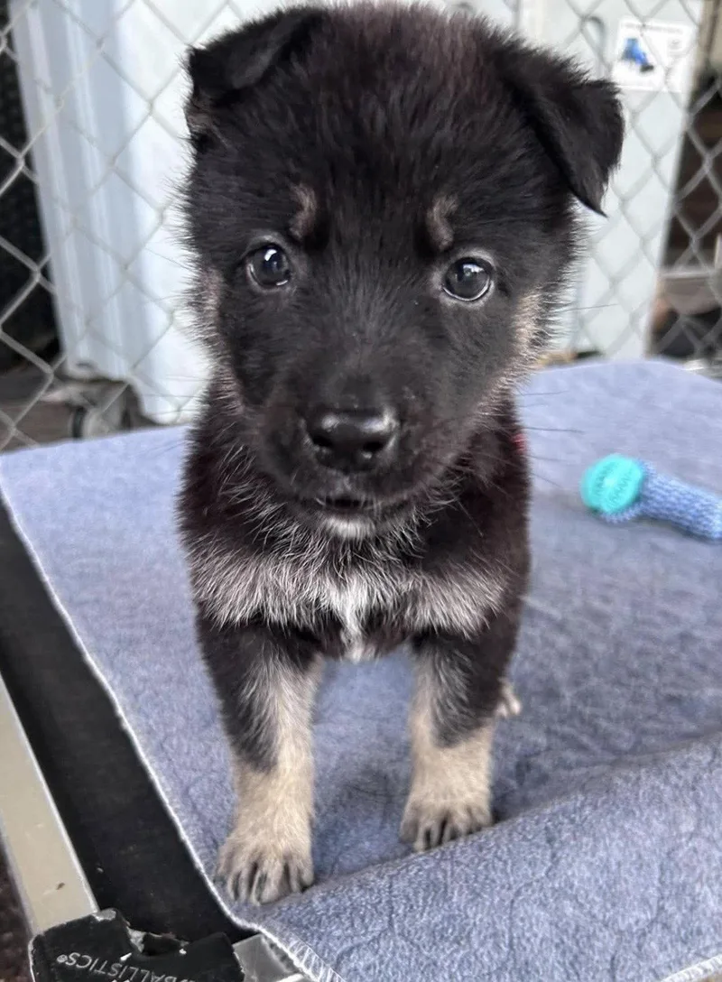 A baby large-sized female German Shepherd Dog dog named Mila for adoption in Fort Worth, TX