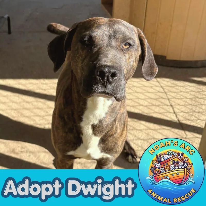 A young medium-sized male Brindle Mixed Breed dog named Dwight for adoption in Talbott, TN