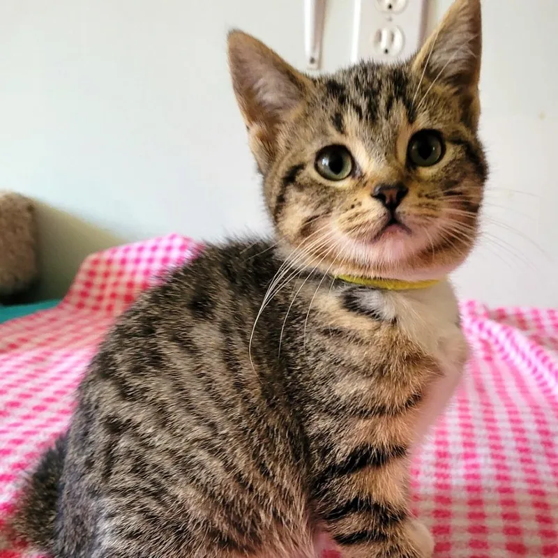 A baby small-sized female Black Domestic Short Hair cat named Diana for adoption in South Elgin, IL