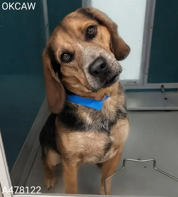 A young medium-sized male Hound dog named A for adoption in Oklahoma City, OK