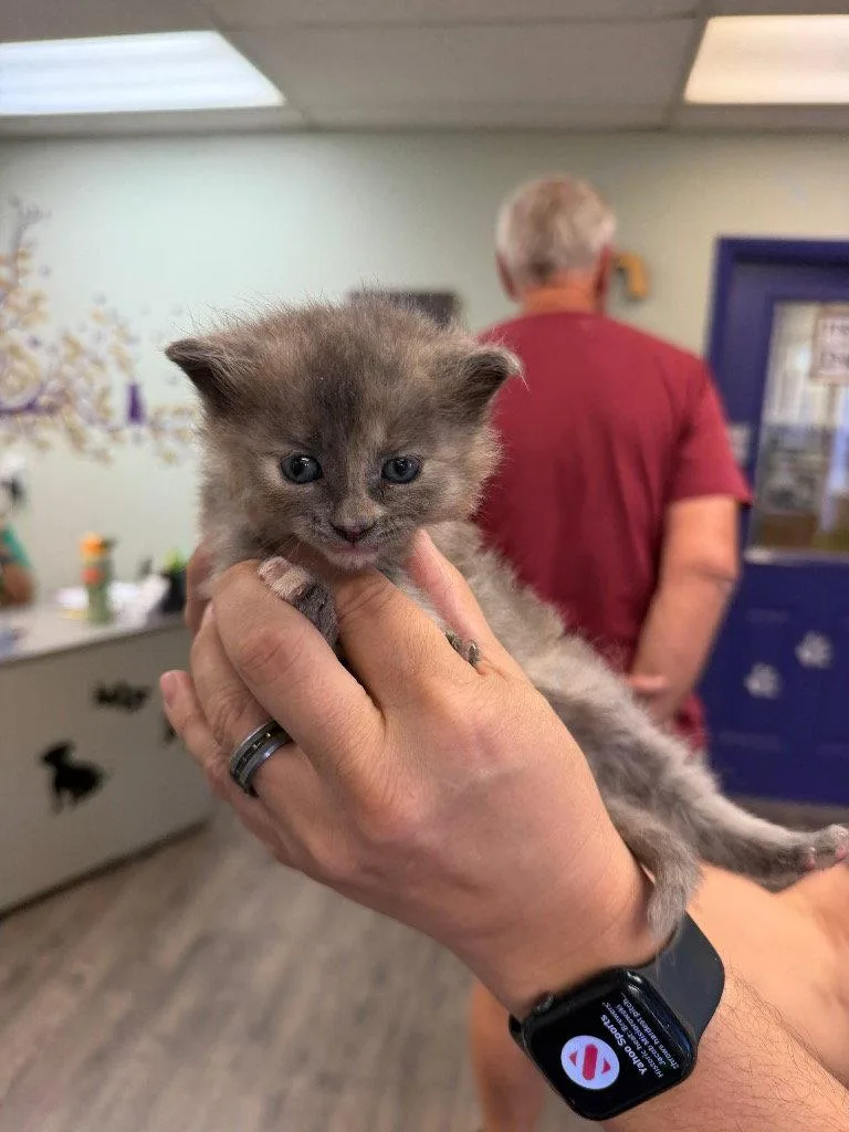 A baby small-sized female Domestic Short Hair cat named Miso for adoption in Saint George, UT