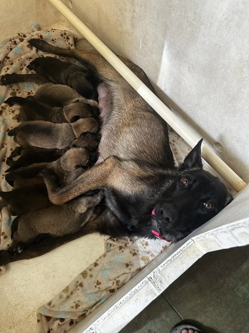 A baby large-sized male Belgian Shepherd / Malinois dog named Finch for adoption in Lockhart, TX