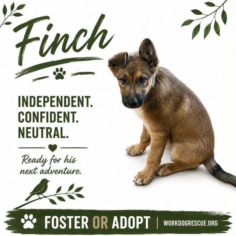 Finch thumbnail 4