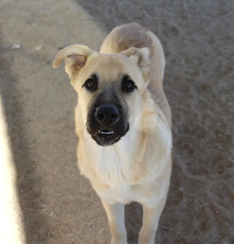 A baby large-sized male Shepherd dog named Butters for adoption in Yucca Valley, CA