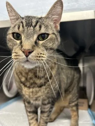 A senior large-sized male Tabby (Brown / Chocolate) Domestic Short Hair cat named Helix for adoption in Lafayette, IN