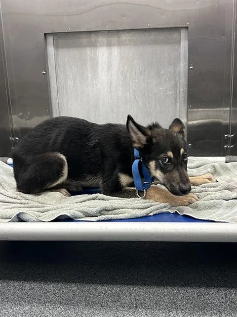 A young medium-sized male German Shepherd Dog dog named Tipp for adoption in Dallas, TX