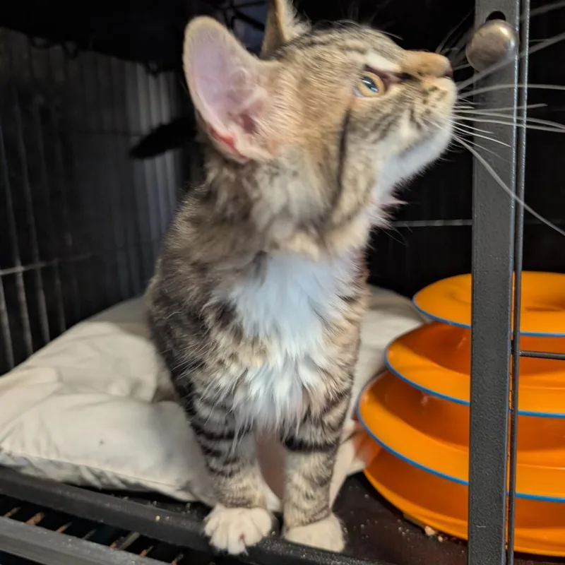 A baby small-sized female Brown / Chocolate Domestic Medium Hair cat named Zipriana for adoption in Saugerties, NY