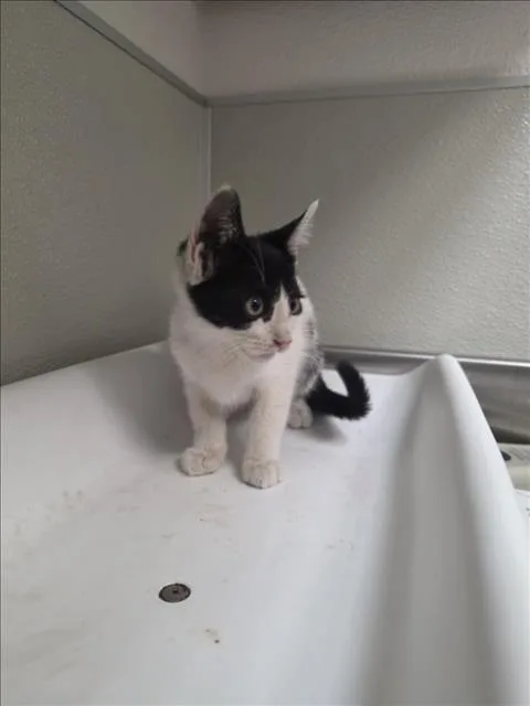 A baby small-sized female Domestic Short Hair cat named Alais for adoption in Tracy, CA