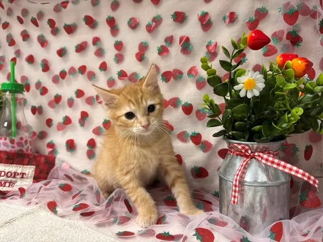 A baby small-sized male Domestic Short Hair cat named Creamsicle for adoption in Fairfield, CA