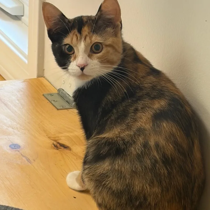 A baby small-sized female Calico Domestic Short Hair cat named Crazy Ears for adoption in Morrisville, VT