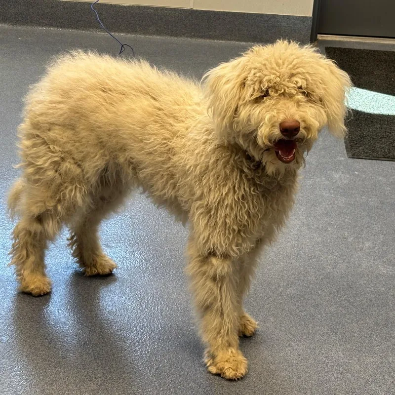A young medium-sized female White / Cream Poodle dog named Princess for adoption in St Joseph, MO