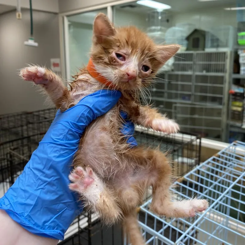 A baby small-sized male Orange / Red Domestic Short Hair cat named Thor for adoption in Westminster, CA