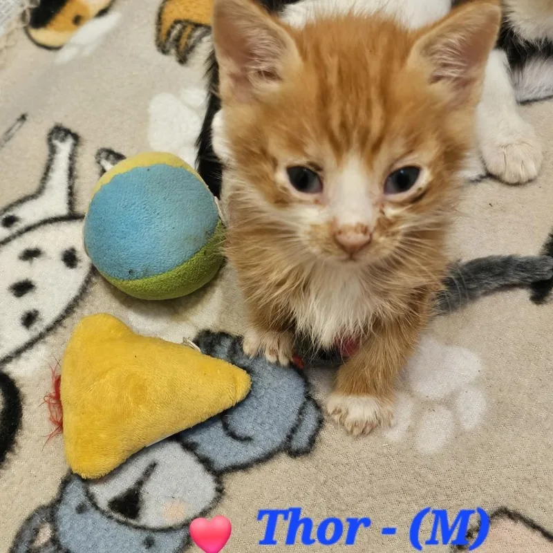 Thor thumbnail 2