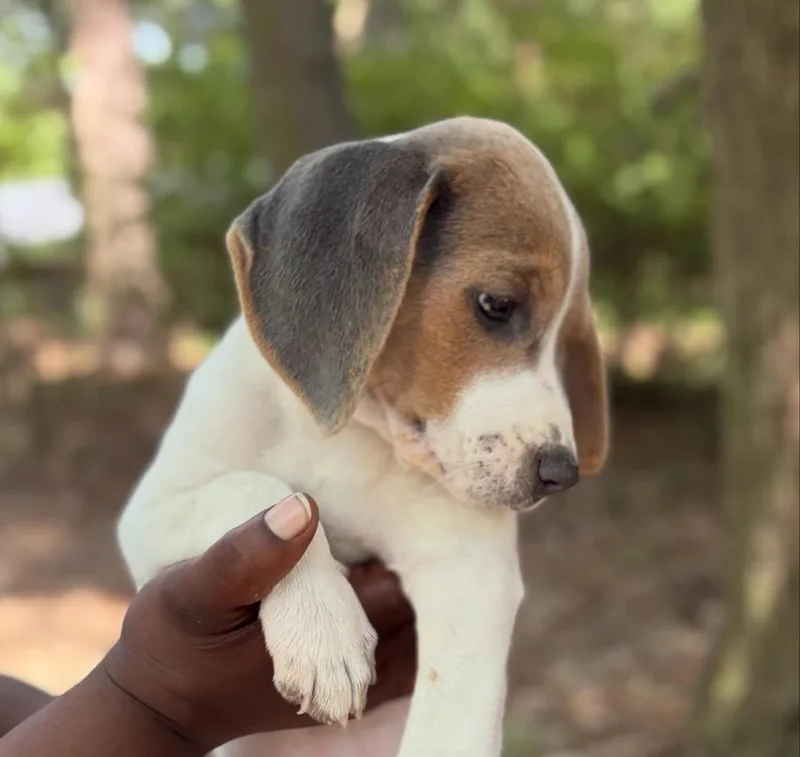 A young medium-sized female Tricolor (Brown, Black, & White) Beagle dog named Ashlyn for adoption in Raleigh, NC