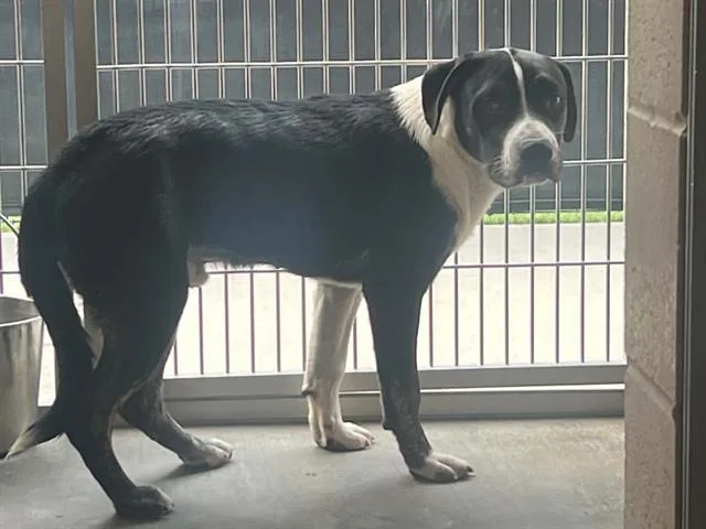 A young large-sized male Pit Bull Terrier dog named Psyduck for adoption in Tustin, CA