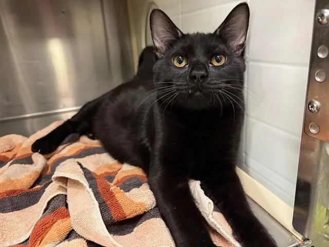 A young small-sized male Domestic Short Hair cat named Tadasha for adoption in Rancho Cucamonga, CA