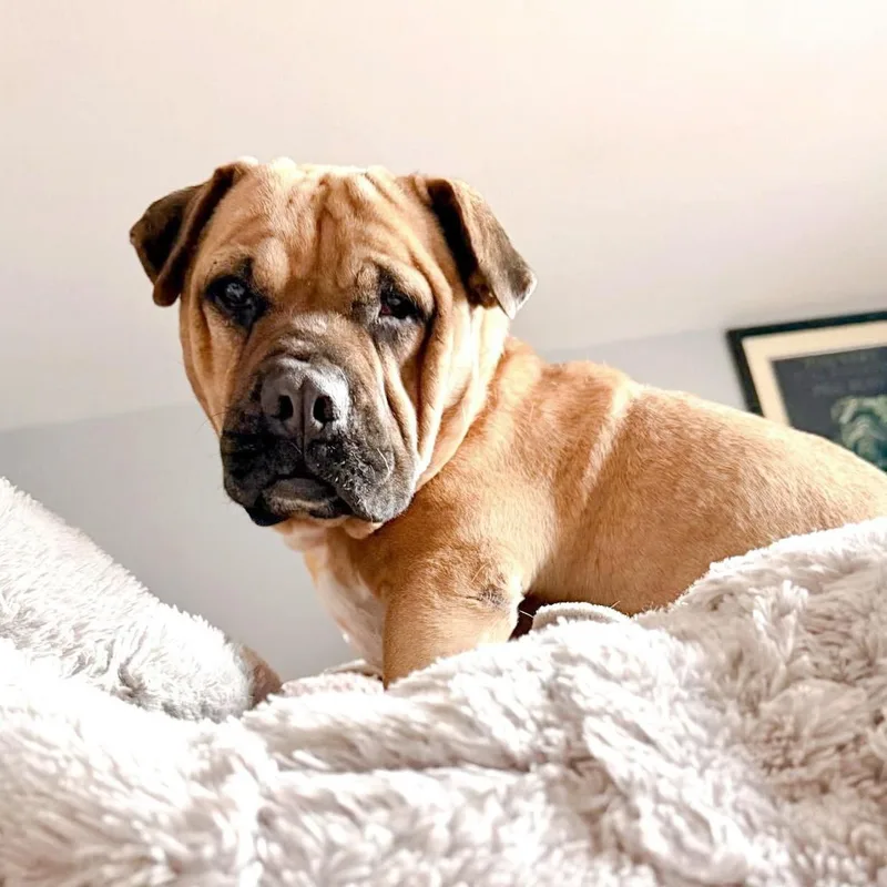 A young medium-sized male Yellow / Tan / Blond / Fawn Shar-Pei dog named Freedom for adoption in Southport, CT