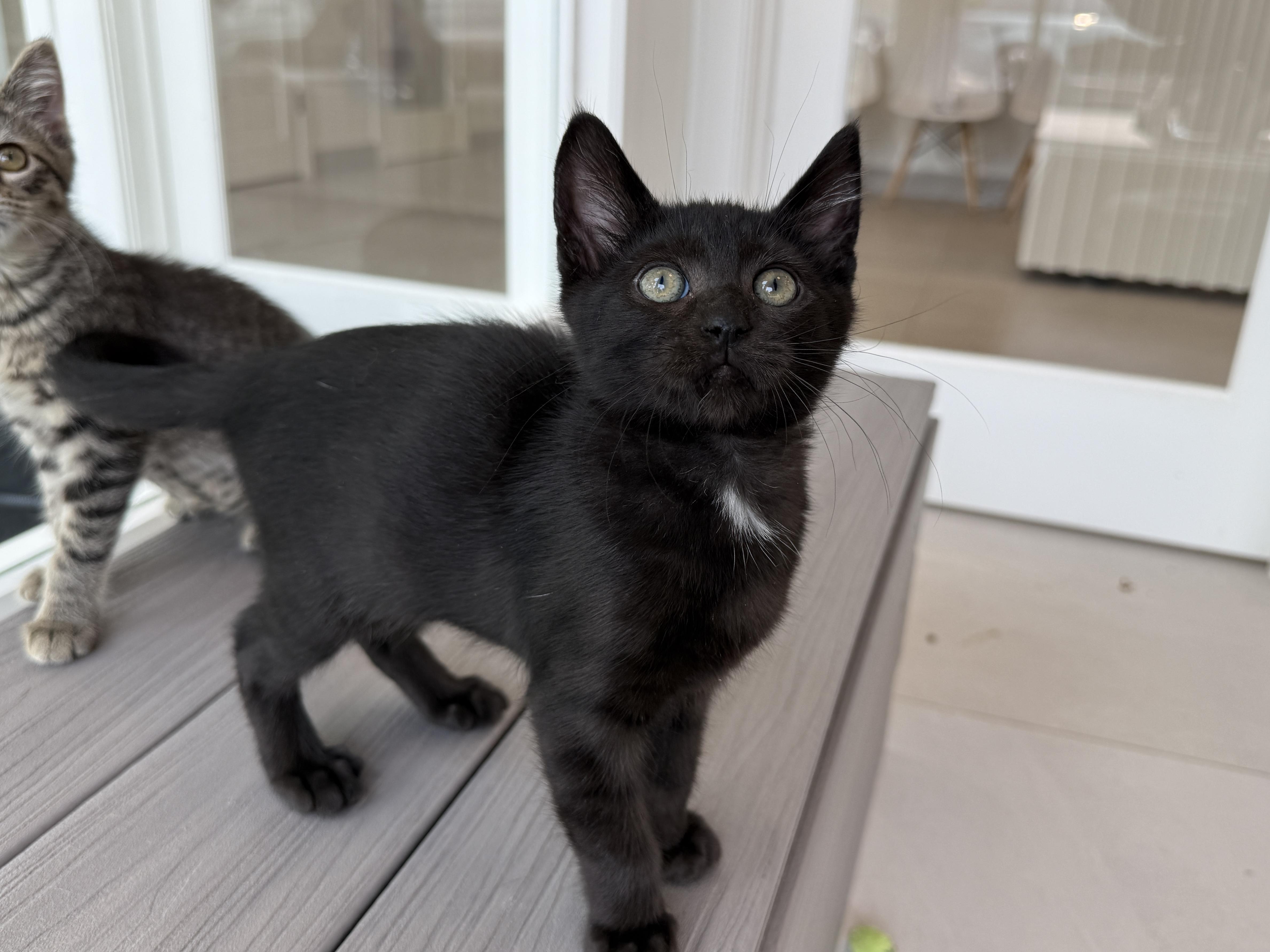 A baby medium-sized female Black & White / Tuxedo Domestic Short Hair cat named Lindsay for adoption in Evanston, IL