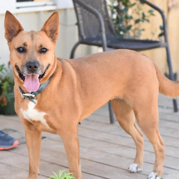 Bambi Ii thumbnail 4