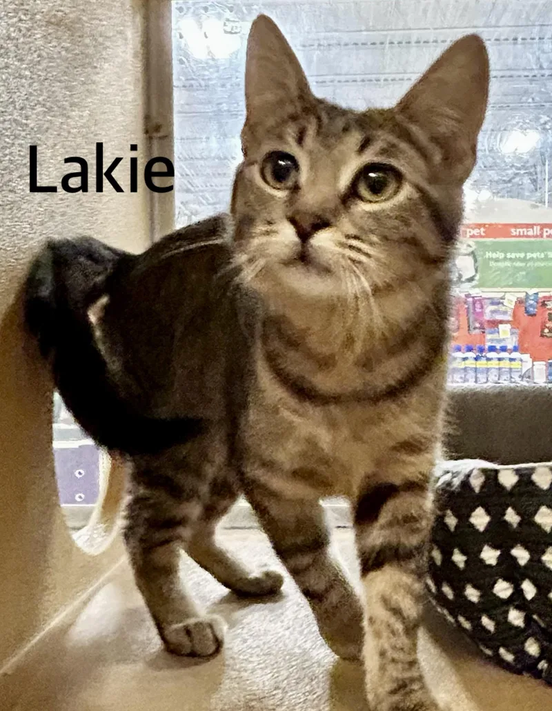 A young medium-sized female Tabby (Gray / Blue / Silver) Domestic Short Hair cat named Lakie for adoption in Owasso, OK