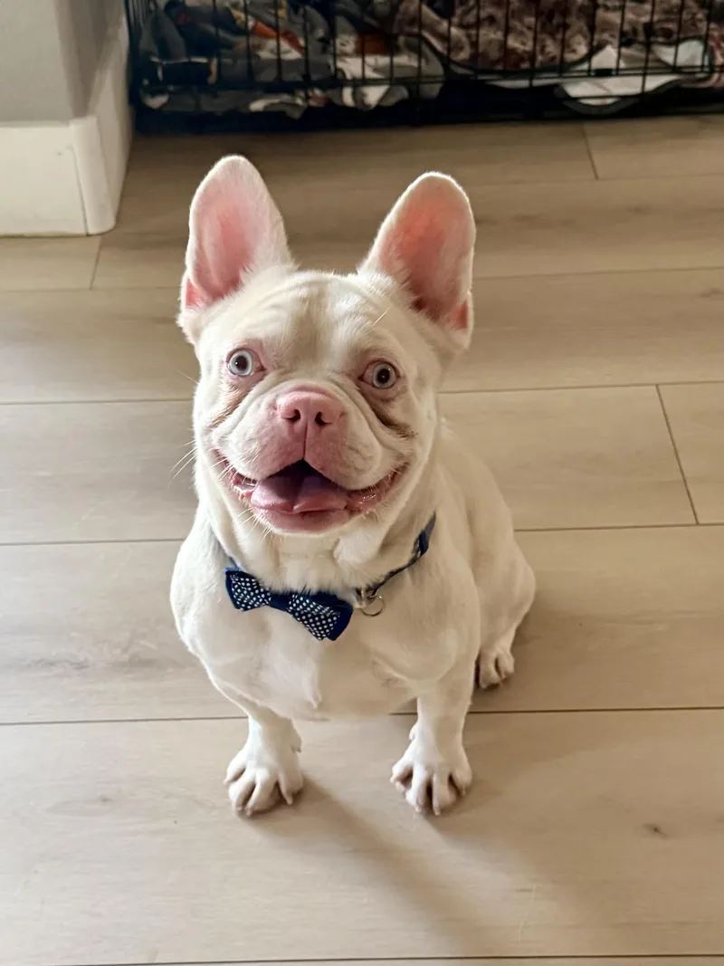 An adult medium-sized male White / Cream French Bulldog dog named Ocean for adoption in Las Vegas, NV