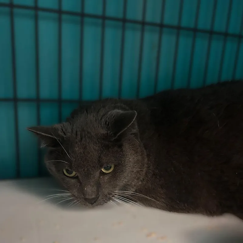 A senior extra large-sized male Domestic Short Hair cat named Santi for adoption in Davenport, IA