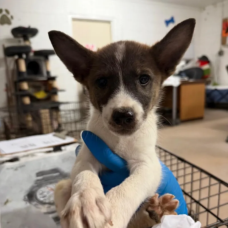 A baby small-sized female White / Cream Shepherd dog named Bell pepper for adoption in Edinburg, TX