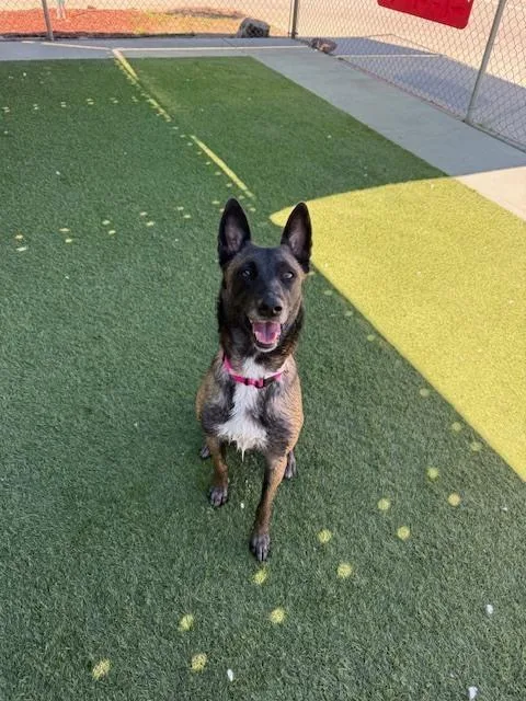 An adult medium-sized female Tricolor (Brown, Black, & White) Belgian Shepherd / Malinois dog named Arya  Located In for adoption in Imlay City, MI