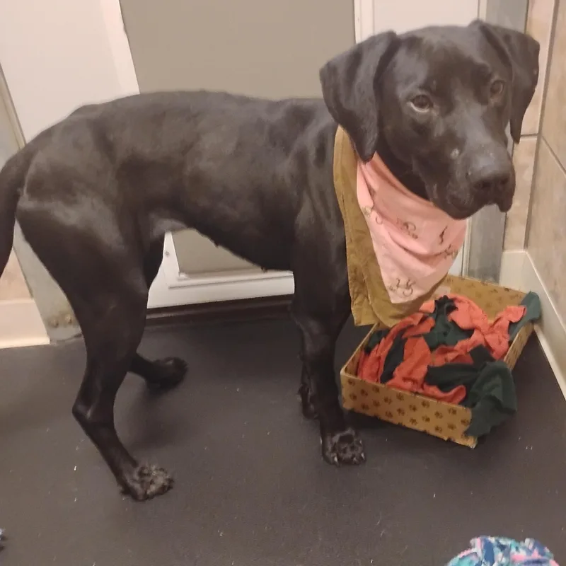 A young medium-sized female Black Labrador Retriever dog named Autumn for adoption in CHARLEROI, PA
