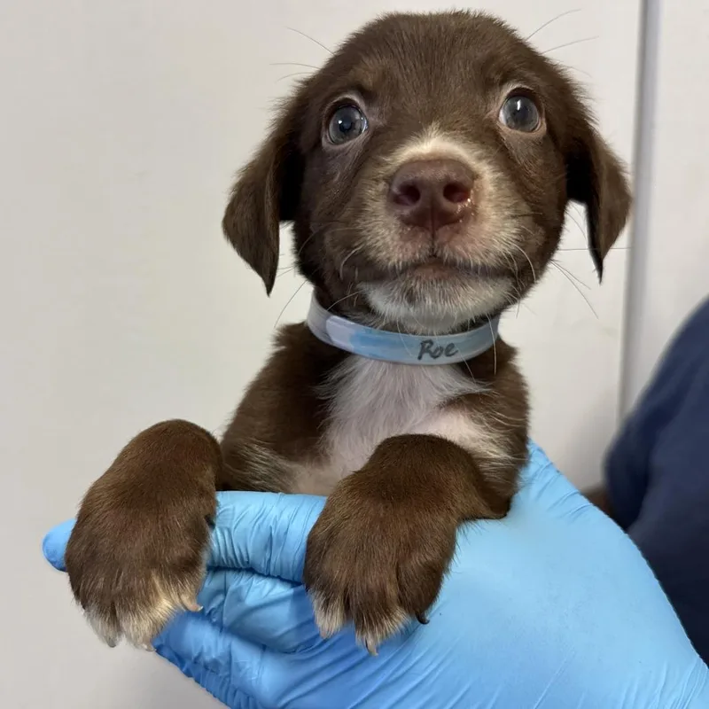 A baby small-sized male Brown / Chocolate Pointer dog named Roe for adoption in Hattiesburg, MS