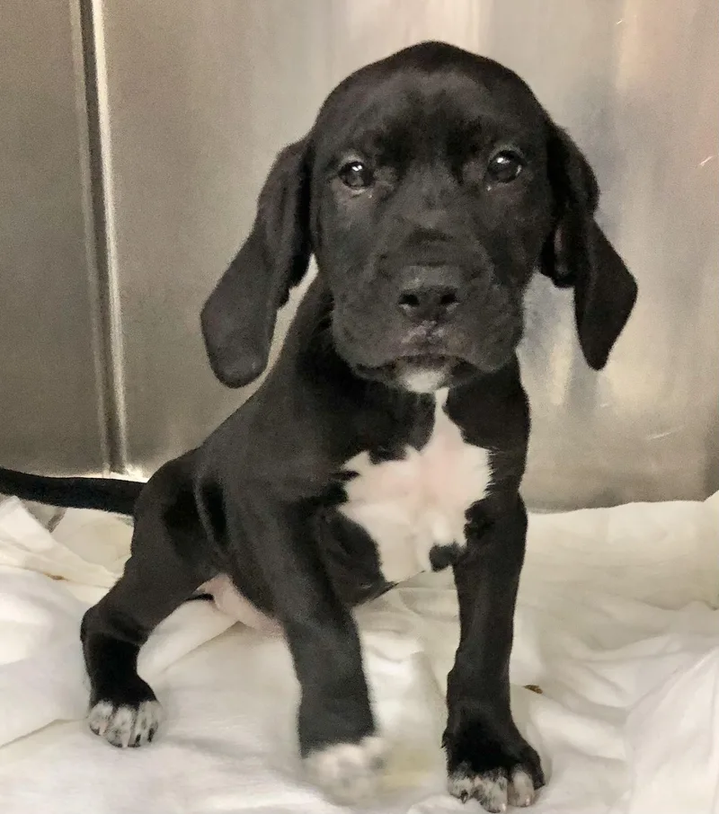 A baby medium-sized male Black Labrador Retriever dog named Scooby for adoption in Parma, OH