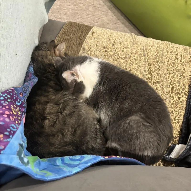 Freddie Pesto thumbnail 6